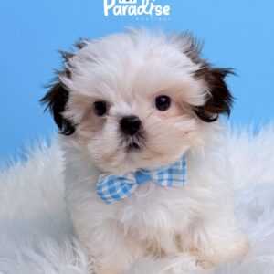 Shih Tzu, Darien