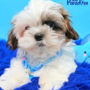 Shih Tzu, Dario 01