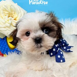 Shih Tzu, Dario 3