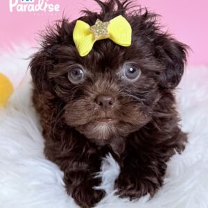 Shipoo, Anelis 2