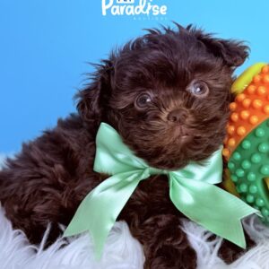 Shipoo, Choco 2