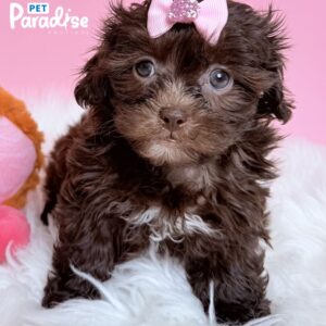 Shipoo, Lola 3