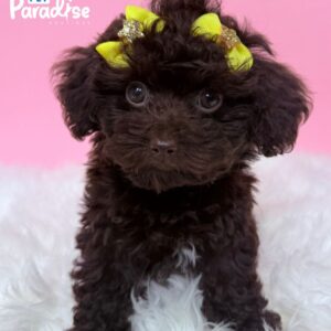 Shipoo, Shily