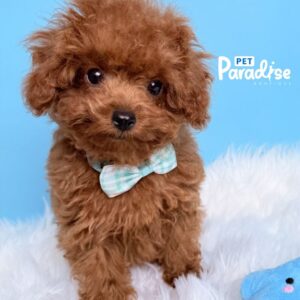 Toy Poodle, Archie