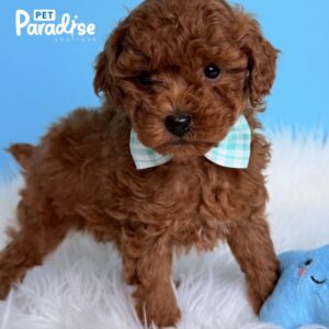 Toy Poodle, Capoo