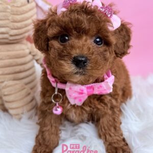 Toy Poodle, Caramela 2