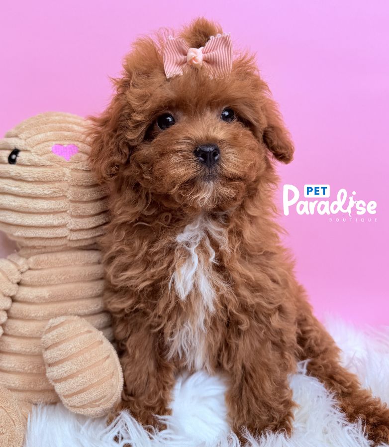Toy Poodle, Chanel 1