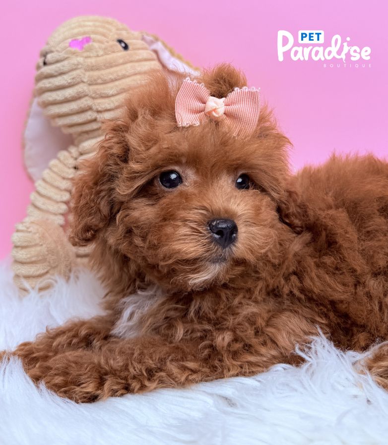 Toy Poodle, Chanel 2