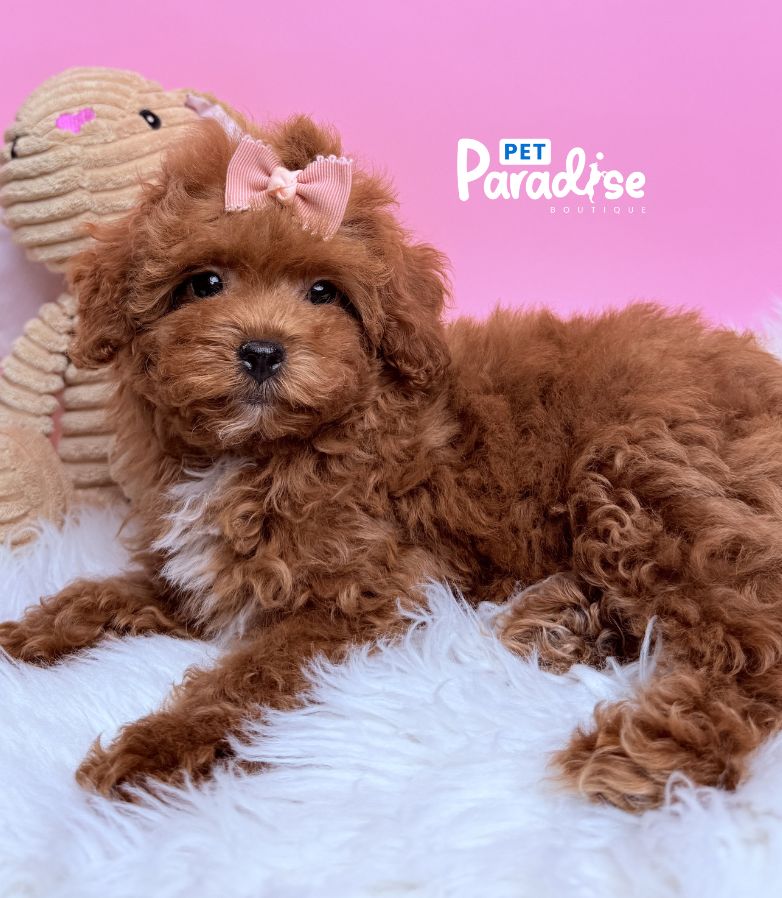 Toy Poodle, Chanel 3