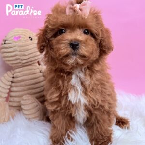 Toy Poodle, Chanel