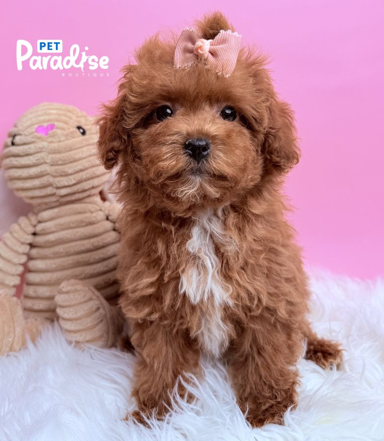 Toy Poodle, Chanel