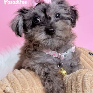 Toy Poodle, Lukis