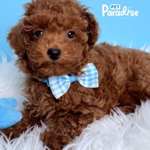 Toy Poodle, Noa