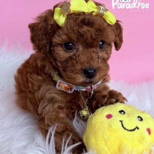 Toy Poodle, Nutella 2