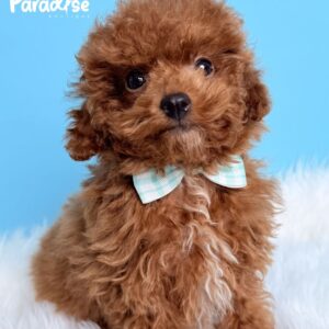 Toy Poodle, Oreo 2