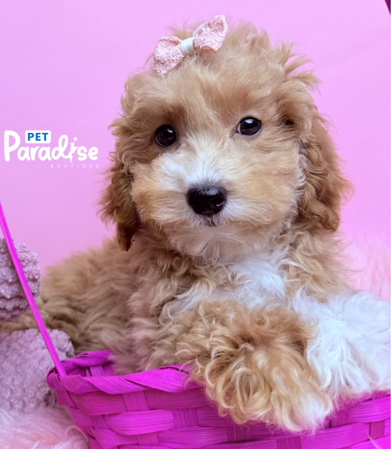 Toy Poodle, Vanessa 1