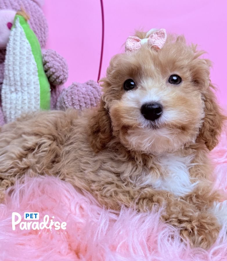 Toy Poodle, Vanessa 2