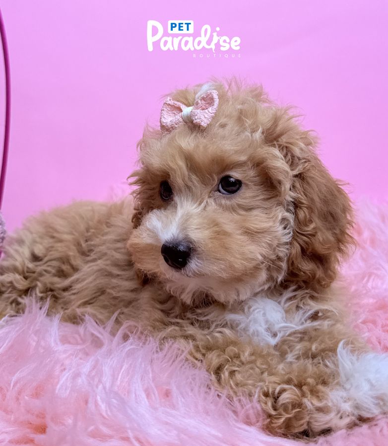 Toy Poodle, Vanessa 3