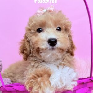 Toy Poodle, Vanessa