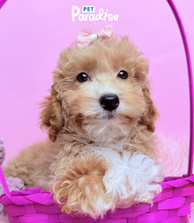 Toy Poodle, Vanessa