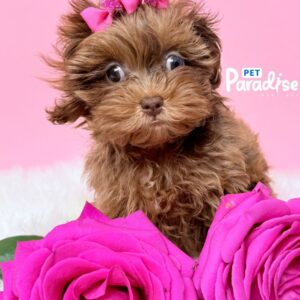 YorkiePoo, Sofia 3