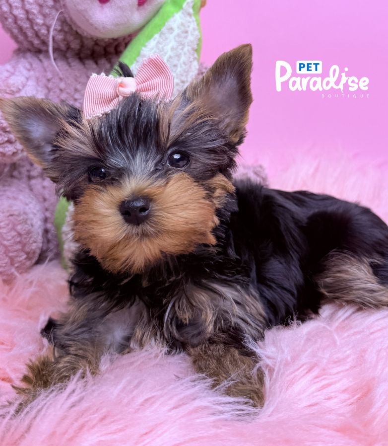 Yorkshire Terrier, Deisi 1