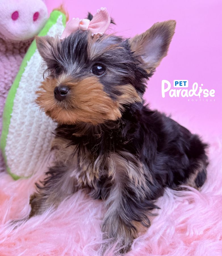Yorkshire Terrier, Deisi 2