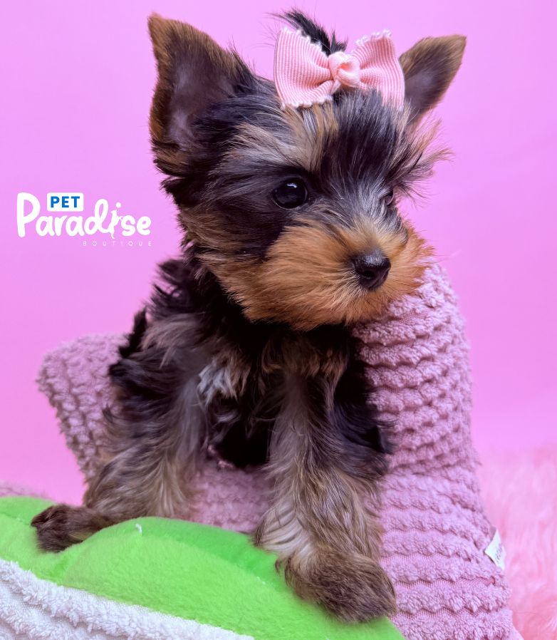 Yorkshire Terrier, Deisi 3
