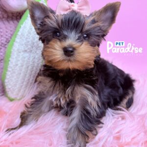 Yorkshire Terrier, Deisi