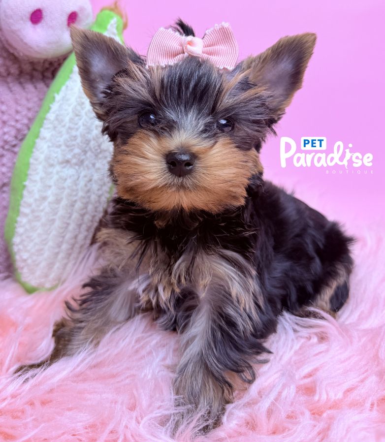 Yorkshire Terrier, Deisi