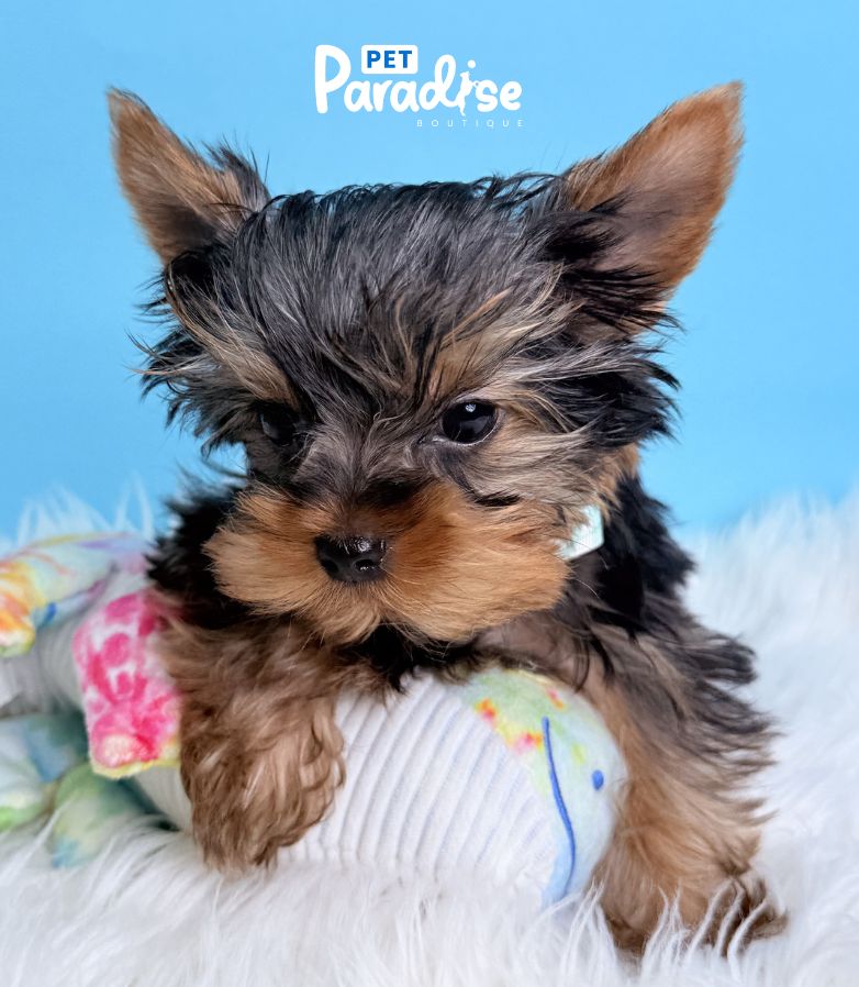 Yorkshire Terrier, Donald 1