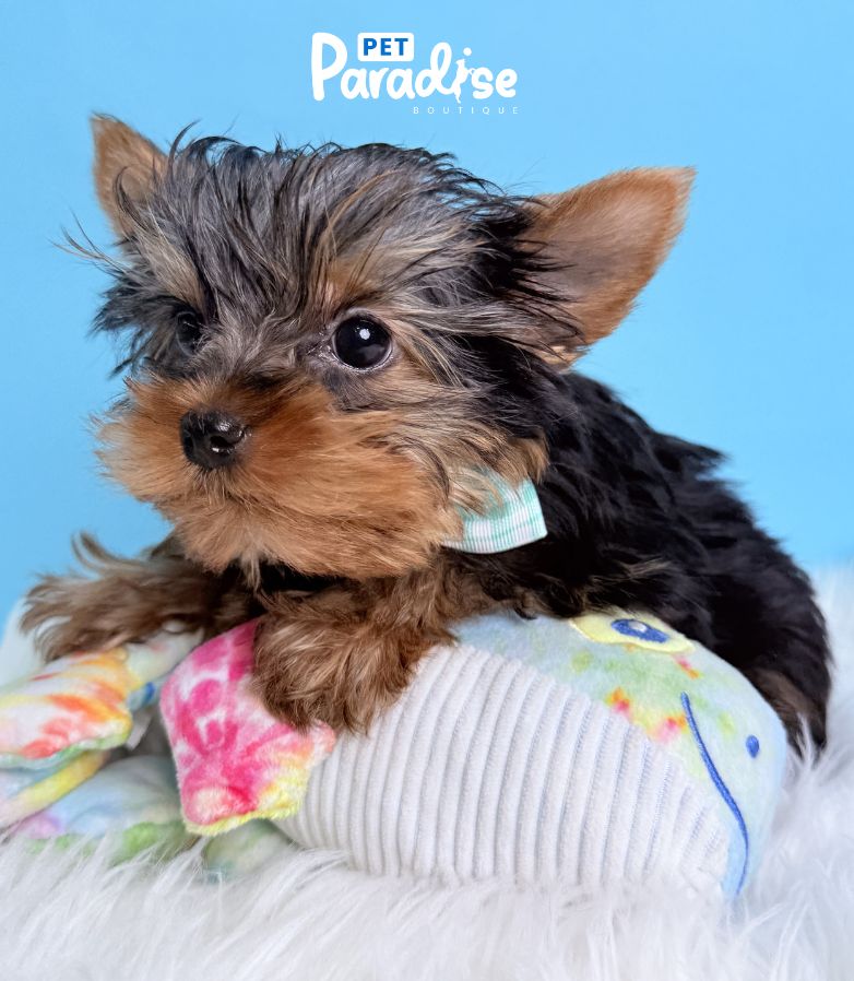 Yorkshire Terrier, Donald 2