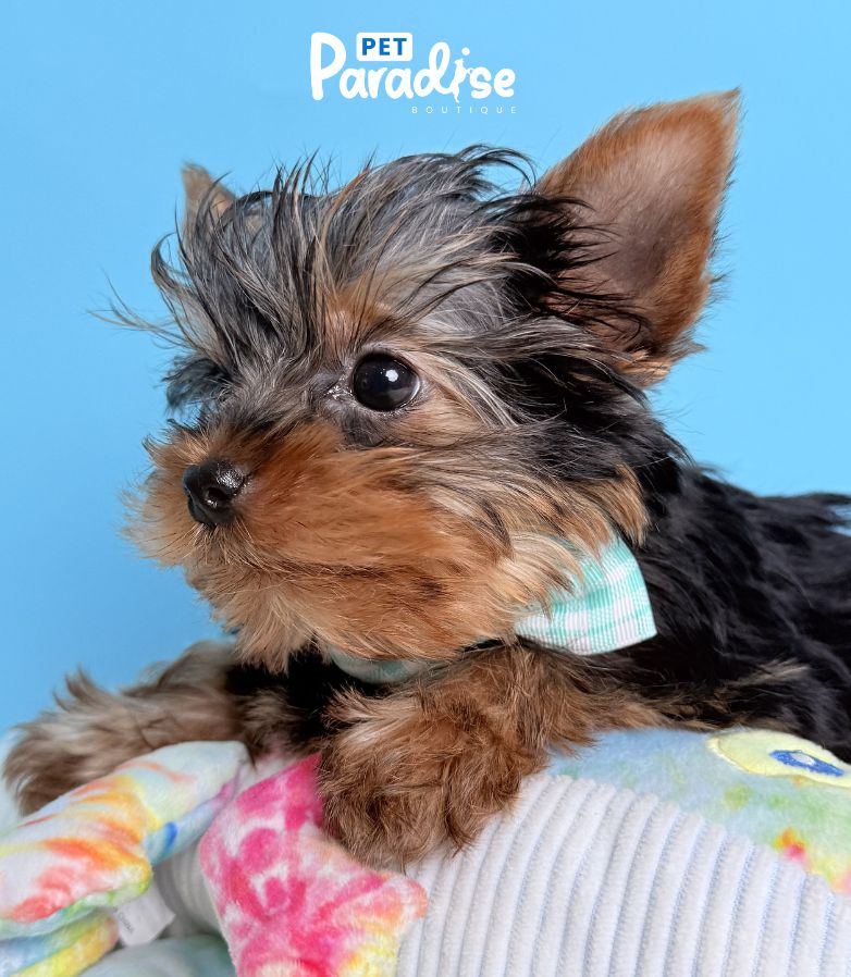Yorkshire Terrier, Donald 3