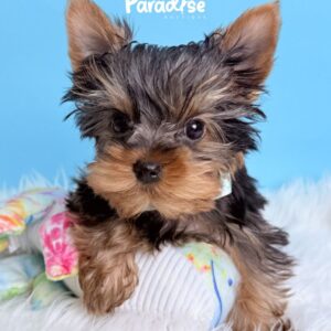 Yorkshire Terrier, Donald