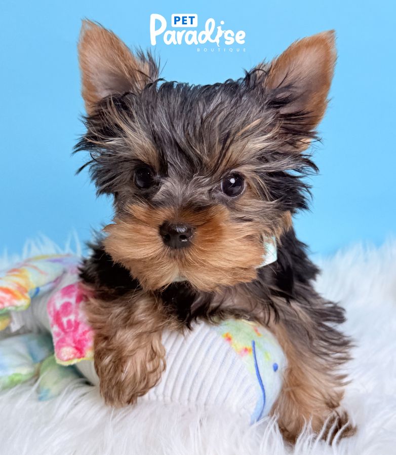 Yorkshire Terrier, Donald