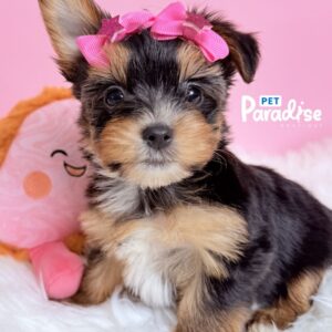 Yorkshire Terrier, Mari 3