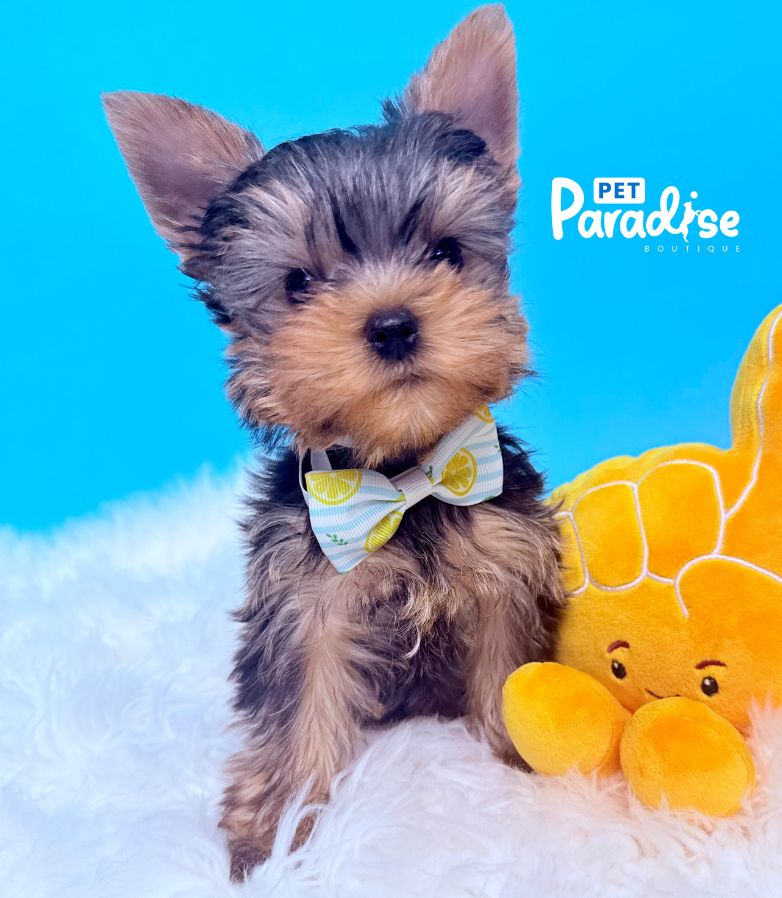 Yorkshire Terrier, Mickey 1
