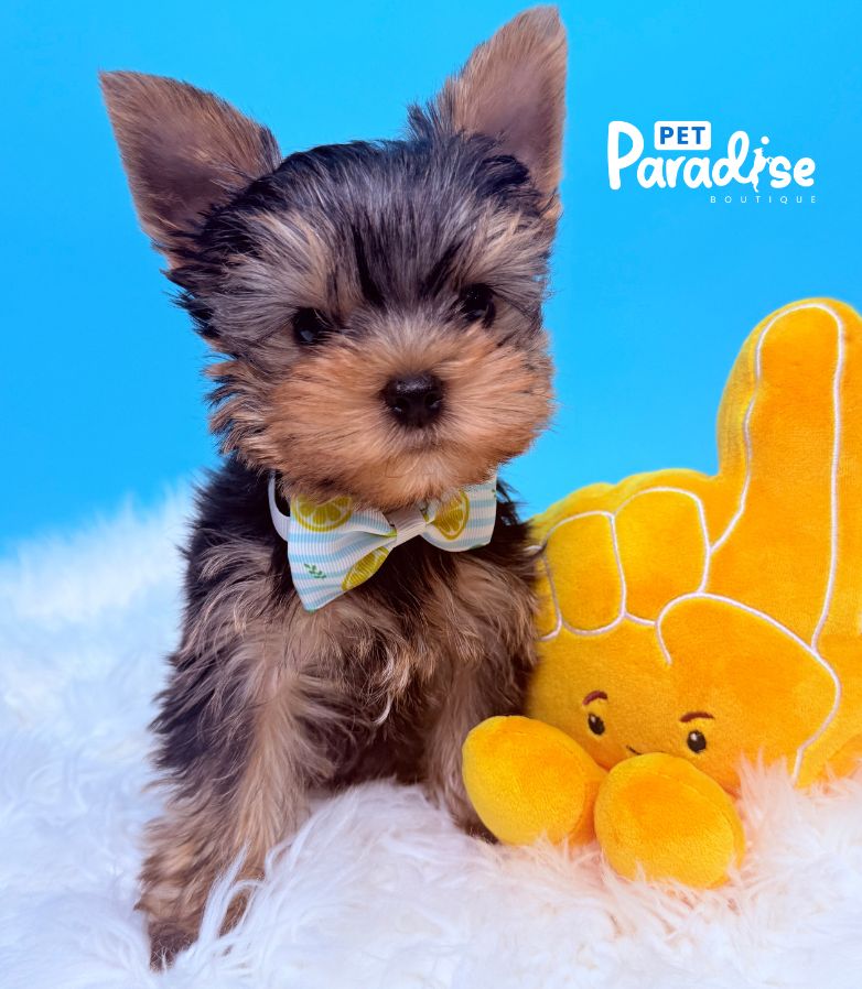 Yorkshire Terrier, Mickey 2