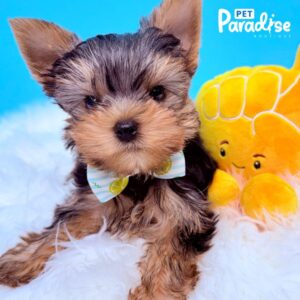 Yorkshire Terrier, Mickey 3