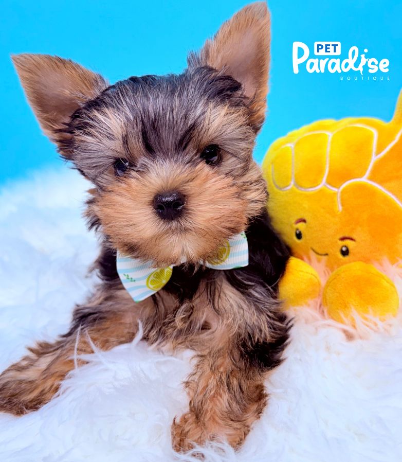 Yorkshire Terrier, Mickey 3