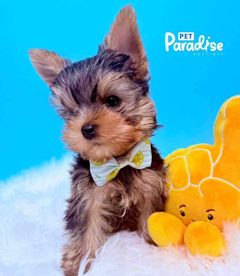 Yorkshire Terrier, Mickey