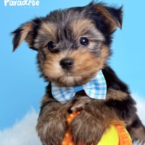 Yorkshire Terrier, Nemo 2
