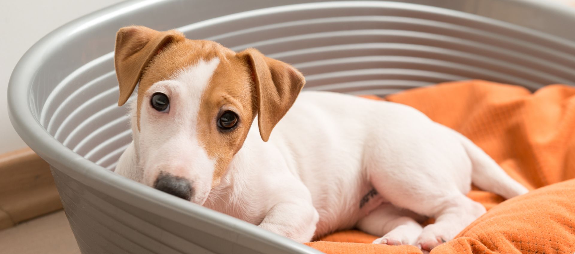 cachorro recién llegado a casa, importancia de sus primeros cuidados médicos y chequeos