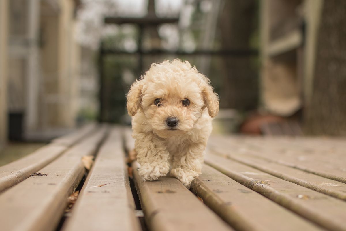 Cachorro Maltipoo color crema caminando al aire libre, una raza pequeña y cariñosa muy recomendada para vivir en apartamentos