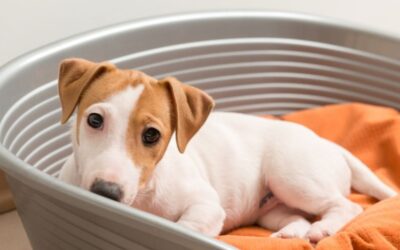 Mi cachorro llegó a casa: qué esperar en la primera visita al veterinario