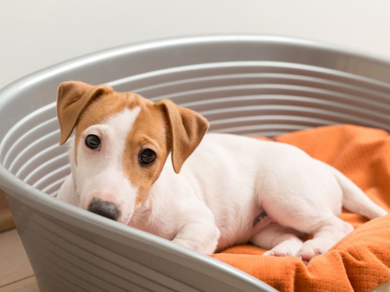 Mi cachorro llegó a casa: qué esperar en la primera visita al veterinario