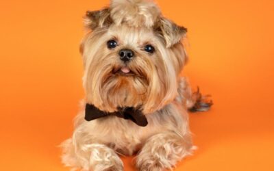Razas de perros hipoalergénicos: la guía definitiva sobre Yorkies y Shih-Poos