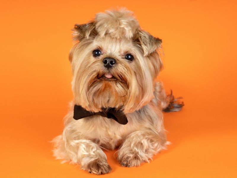 Razas de perros hipoalergénicos: la guía definitiva sobre Yorkies y Shih-Poos