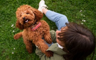 Maltipoo vs. Toy Poodle: diferencias y cuál es mejor para apartamentos