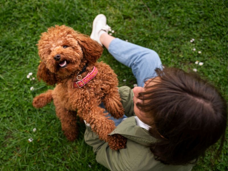 Maltipoo vs. Toy Poodle: diferencias y cuál es mejor para apartamentos